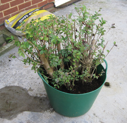 Privet Multi Trunk Bonsai